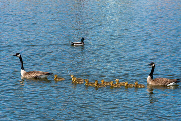 Canada Geese And Goslings On The River In Spring