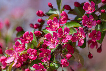 Fototapeta na wymiar Red Crabapple Blossoms On The Tree In Spring