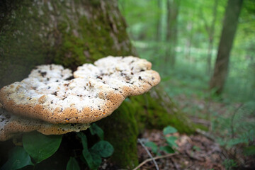 A wild Inonotus dryadeus or oak bracket or weeping polypore 