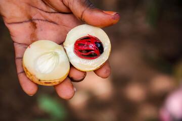 Farmer's hand presenting a fresh nutmeg fruit cut in half displaying the mace and nut in Zanzibar - obrazy, fototapety, plakaty