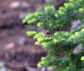 A pine siskin sitting and eating pine nuts in a pine tree