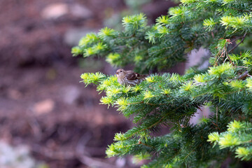A pine siskin sitting and eating pine nuts in a pine tree 