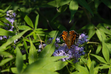 butterfly on a flower