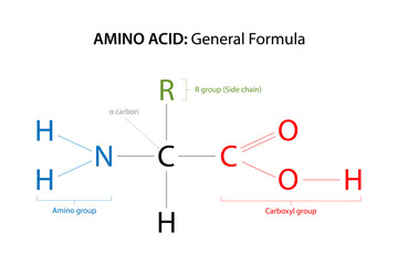 The general formula
for an Amino Acid.