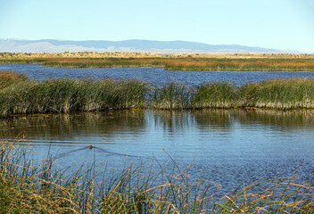 A prairie marsh with a swimming duck water birds