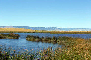 A prairie marsh with a swimming duck water birds