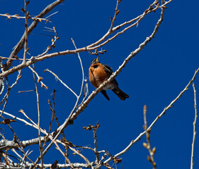 A red breasted robin sitting on branches in a tree