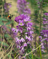 Rocky Mountain Beeplant with a Tri Colored Bee buzzing around