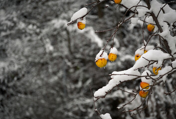 winter background with frozen yellow apples