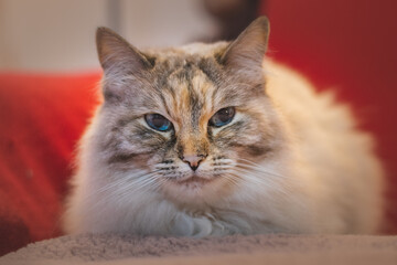 Close up of Ragdoll and her blue eyes. Domestic cat resting on a red couch. Sleeping of the family's furry pet