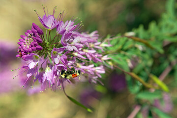 Rocky Mountain Beeplant with a Tricolored Bumble Bee