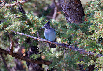 A Steller's Jay fledgling in a pine tree branch 