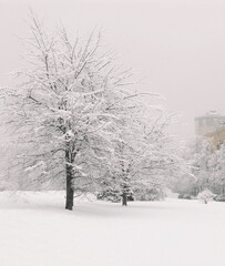 Winter city landscape with trees under the snow
