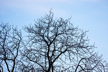 tree branches without leaves against the blue sky. autumn season in nature