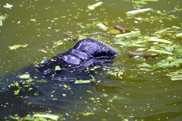 Amazonian manatee (Trichechus inunguis) is a species of manatee that lives in the Amazon Basin. They typically surface several times a minute to breathe, but can remain submerged for up to 14 minutes.