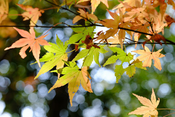 Obraz premium 秋の紅葉が始まり、赤・黄・オレンジ・緑のグラデーションが美しい