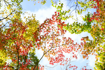 秋の紅葉が始まり、赤・黄・オレンジ・緑のグラデーションが美しい。ハイキーで明るく仕上げる