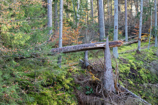 Broken pine tree trunk in the old forest. Autumn season.