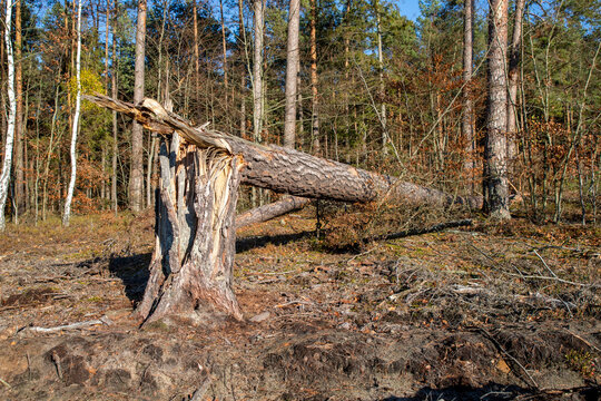 Broken pine tree in high forest. Autumn season.
