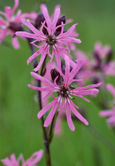 ragged robin flowers in spring