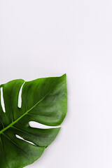 Real tropical leaves set pattern backgrounds on white.flat lay design. Side view green tropical leaf. White empty table. Minimal summer concept with monstera palm leaf. Wallpaper on phone