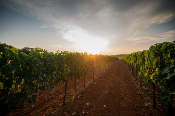Naklejka premium Panoramic view of a grape plantation on the Istrian peninsula