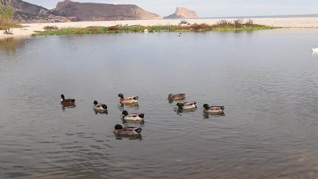 Ducks in a lake