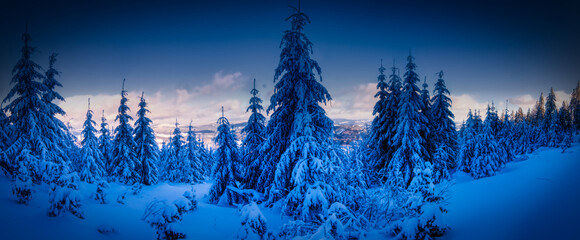 Scenic winter landscape with fresh snow covered trees,rime,snow,mountain forest and at winter sunny...