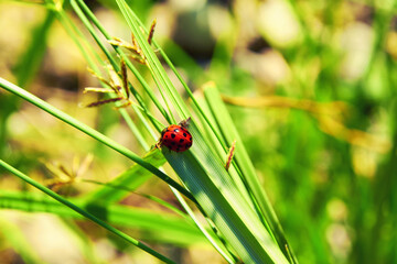 Bright red ladybug eating sharp green leaves
