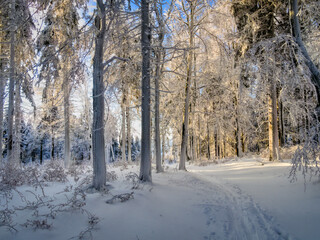 Winter snowy landscape with fresh snow covered trees,rime and mountain forest at winter sunny day. Czech republic.  .