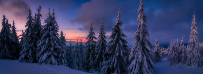 Winter snowy landscape with fresh snow covered trees and mountain forest at winter evening,sky with clouds. Suchy vrch,Czech republic.  .
