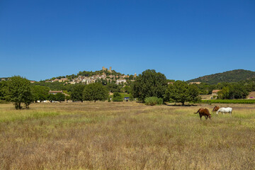 Fototapeta na wymiar Grimaud vue depuis un près avec des chevaux, dans le Var, en France, en Europe