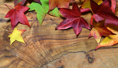 Colored autumn leaves of maple tree on olive wood background