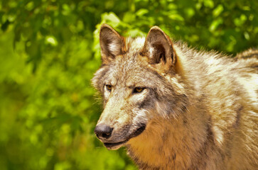 A beautiful wolf with a warm pelt is hiding behind green plants and looking curious