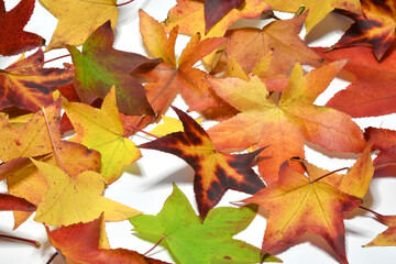 Naklejka na ściany i meble Autumn colorful falling maple leaves isolated on white background