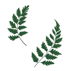 Green fern. Bracken vector stock illustration. Branches are a template for an invitation. isolated on a white background.