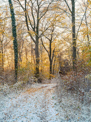 Obraz premium Früher Winter im Wald