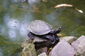 Obraz premium Tortoise (Chelonoidis denticulata) is one of two species of tortoise or tortoise. Testudinidae family. Manaus – Amazon, Brazil.