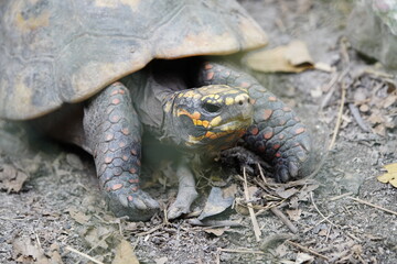 Naklejka premium Tortoise (Chelonoidis denticulata) is one of two species of tortoise or tortoise. Testudinidae family. Manaus – Amazon, Brazil.