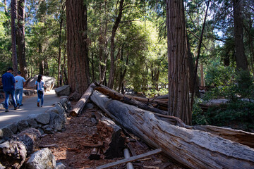 wood in the forest