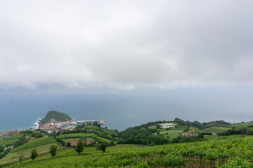 Vineyards in Getaria seen from above