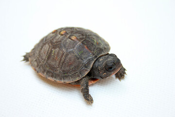 Naklejka premium A turtle