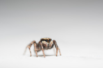 Artistic close ups of a jumping spider or Salticidae, a common spider species all over the world. Very cute spider and very friendly.