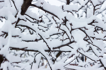 Tree branches in snow in winter, background