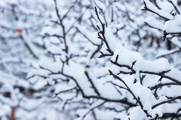 Tree branches in snow in winter, background