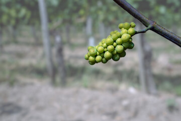 Grüne Weintrauben