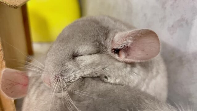 Two gray chinchillas are sleeping. Fluffy pets