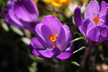 Lila Krokusse im Frühling