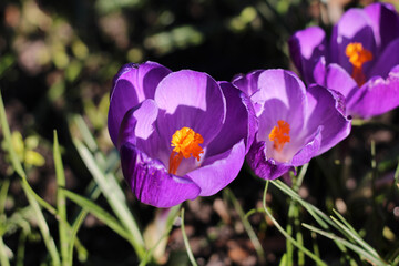 Lila Krokusse im Frühling