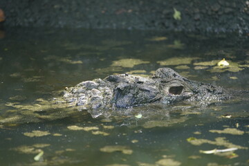 Head of the Black Caiman (Melanosuchus niger) Alligatoridae family. Amazon Rainforest, Brazil